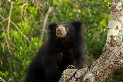 Wilpattu National Park Private Full Day Safari From Negombo