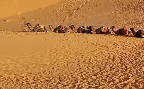 5-Day Group Tour of Morocco's Desert from Fes to Marrakech