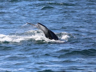 Whale swimming through the ocean waves near Reykjavík, Iceland. Experience encounters with humpback whales, minke whales, dolphins and seabi