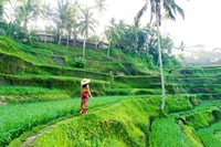 Best of Ubud: Waterfall - Jungle Swing - Rice Terrace 6