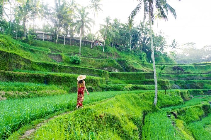 Best of Ubud: Waterfall - Jungle Swing - Rice Terrace 6