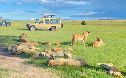 6 DAYS 5 NIGHTS MAASAI MARA,LAKE NAKURU AND AMBOSELI GROUP JOINING SAFARI
