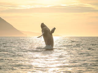 Midnight Sun Whale Watching from Húsavík, photo 8