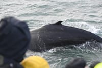 Reykjavík Whales & Viðey Island 8