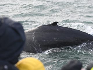 Reykjavík Whales & Viðey Island, photo 9