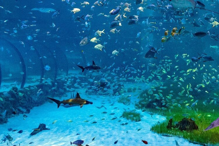 Abu Dhabi : The National Aquarium Aquatic Wonderland,