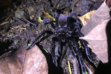 Manuel Antonio Jungle Night Tour with Hotel Pickup