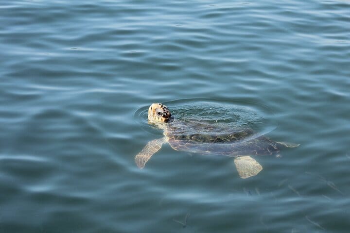 Sea Turtle in Dalyan