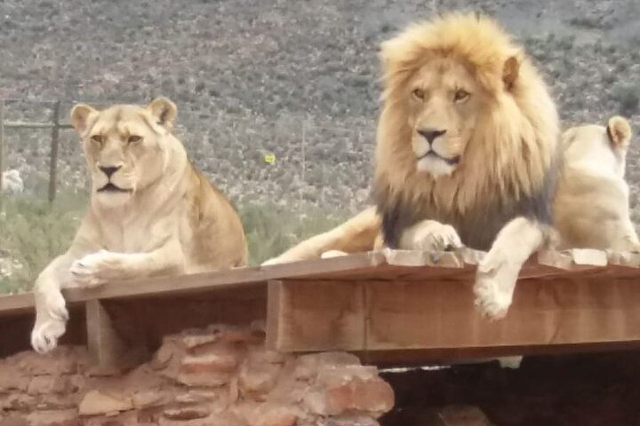 Aquila big five safari with transport, lunch Exclusive park fee.