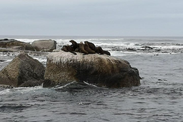 Cape Fur Seals