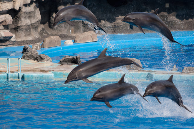 Agadir Dolphin Show & Crocodile Parc | 1 Day : Private & Luxury 5