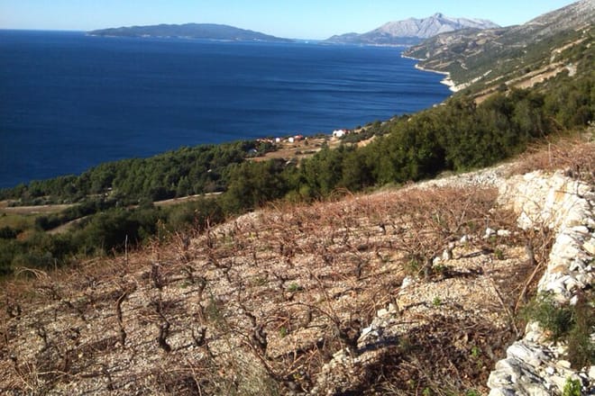 Half Day Tour - Deep and Dark Red Wine of Pelješac 10
