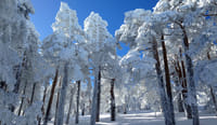 Snowshoe Hike in Madrid