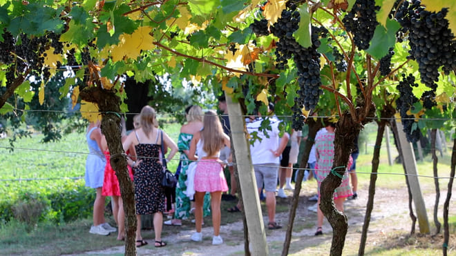 Winery Tour and Tasting of Garda Wines 7