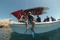 Sea of Cortez Combo: Whale Sharks, Sea Lions & Balandra Beach 10