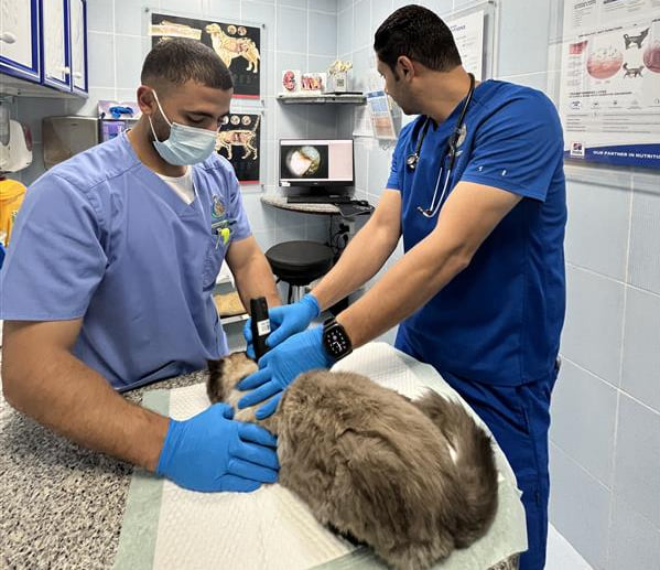 Two veterinarians in blue scrubs and protective gloves examine a fluffy cat lying on an examination table in a brightly lit clinic at Abu Dhabi Falcon Hospital.