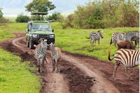 Amboseli game drive