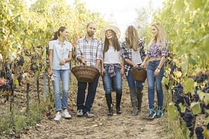 Wine tour during the harvest
