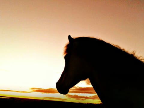 Viking Horses Sleipnir Evening Tour, photo 4
