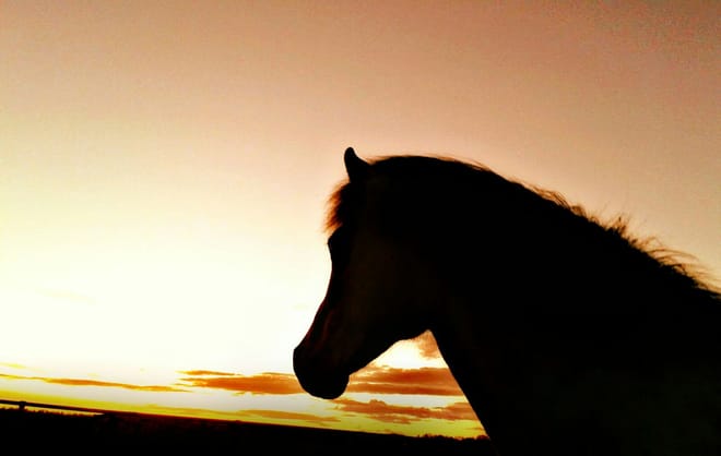 Viking Horses Sleipnir Evening Tour photo 4