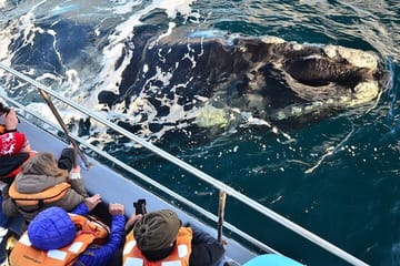 Peninsula Valdes Tour from Puerto Madryn With optional Whale Watching