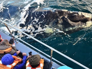 Peninsula Valdes and Whale Watching Tour from Puerto Madryn