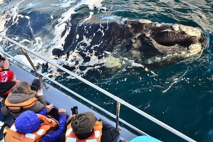 Peninsula Valdes Tour from Puerto Madryn With optional Whale Watching