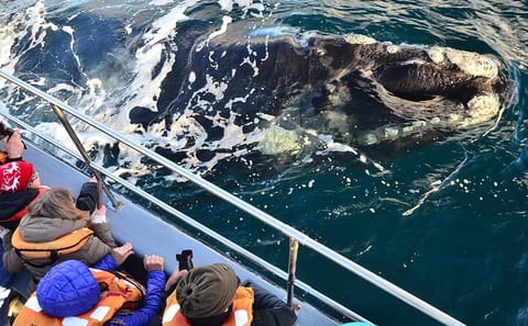 Peninsula Valdes and Whale Watching Tour from Puerto Madryn
