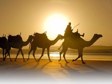 camel sunset
