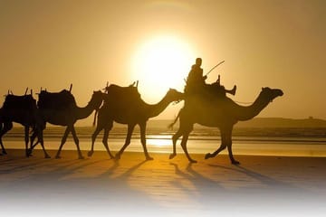 Camel Trekking Tour in the Marrakech Desert Landscape