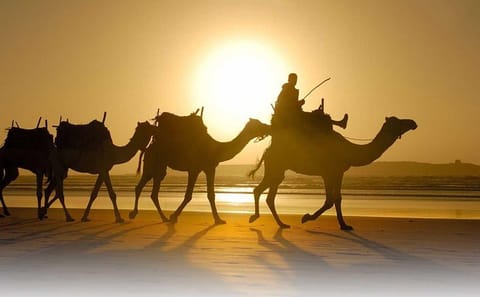 Camel Trekking Tour in the Marrakech Desert Landscape