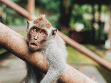 Private 3-Day Cultural and Snorkeling Tour in Bali