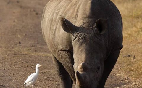 15-Day Safari and Beach Adventure in Kenya