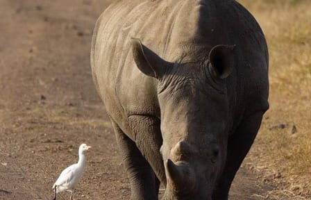 15-Day Safari and Beach Adventure in Kenya