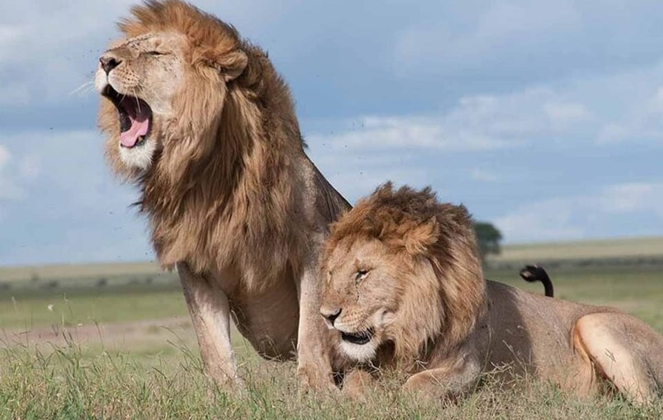 Early Morning Half Day Group Tour to Nairobi National Park