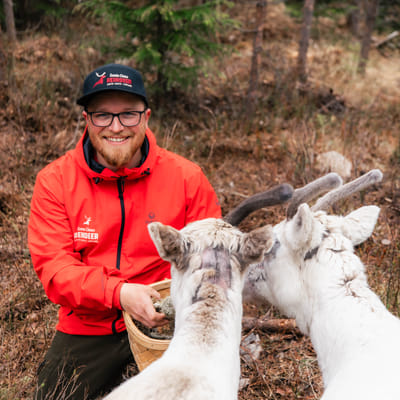 Live the Life of a Reindeer Herder – Half-Day in the Arctic