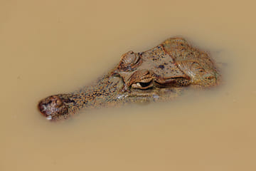 Explore the Peruvian Amazon: 4-Day Macaw Watching Tour