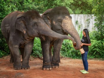 Elephant Feeding Experience at Jungle Sanctuary in Kathu