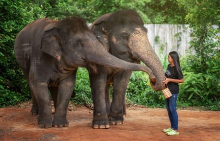 Elephant Feeding Experience at Jungle Sanctuary in Kathu