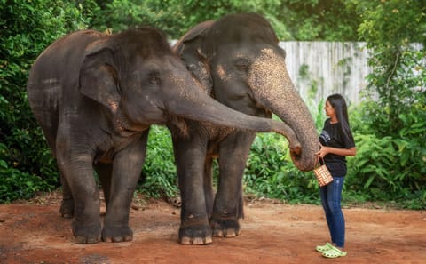 Elephant Feeding Experience in Phuket