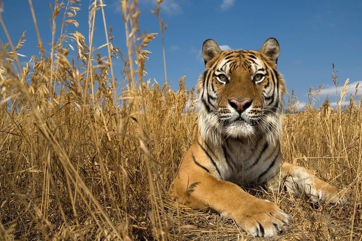 Ranthambore Wildlife Day Tour from Jaipur