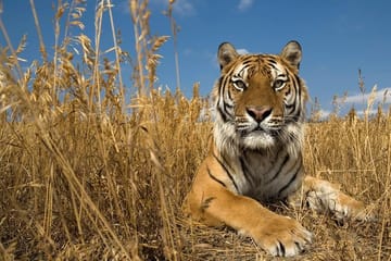 Ranthambore Wildlife Day Tour from Jaipur