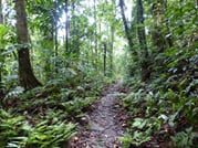 Makandawa Rainforest – old waterfall hike (1 day programme) 2