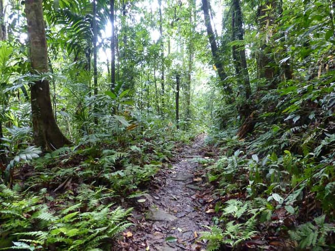 Makandawa Rainforest – old waterfall hike (1 day programme) photo 2