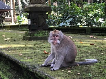Monkey Forest