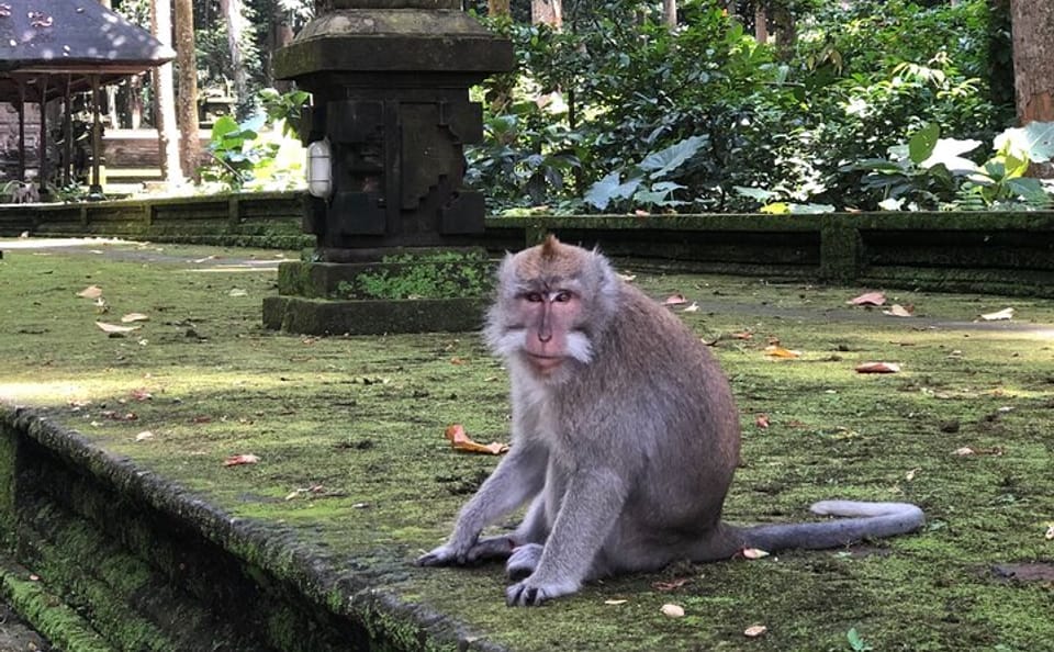 Ubud Nature and Culture Tour with Rice Terraces and Monkeys