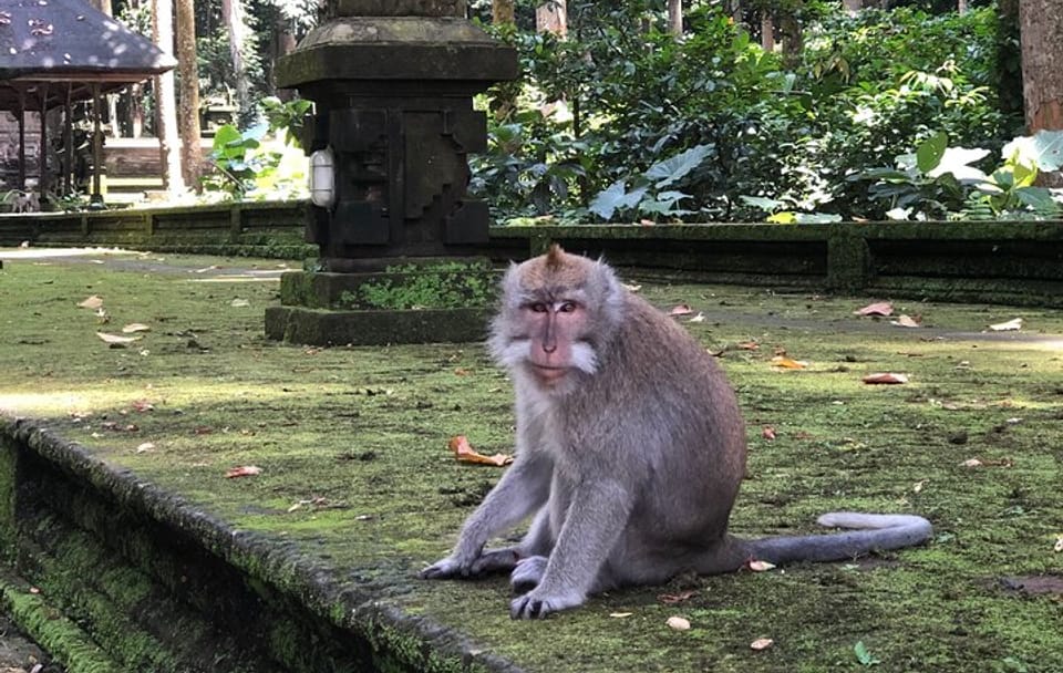 Ubud Nature and Culture Tour with Rice Terraces and Monkeys