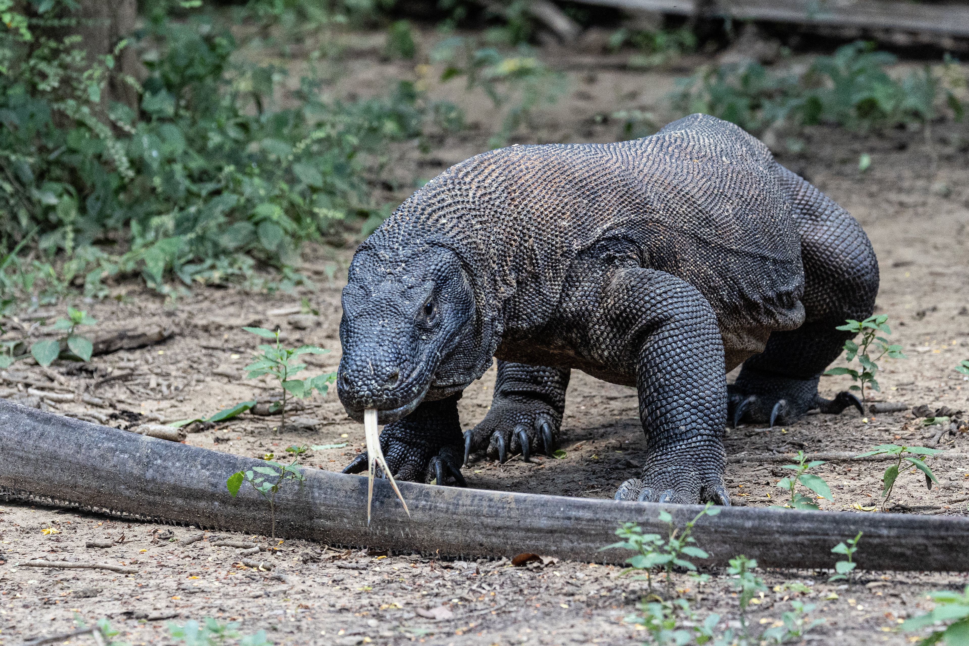 Komodo National Park Indonesia