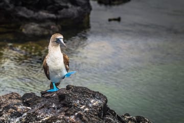 Andes and Galapagos Cultural and Nature Tour in Peru