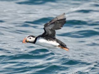 Reykjavík Classic Puffin Watching, photo 28